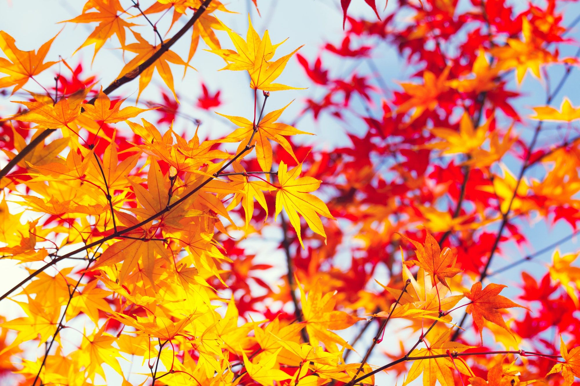 Color changing maple leave in autumn